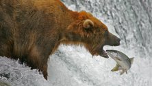les Tontons et leur pêcheur de saumon sockeye d'Alaska